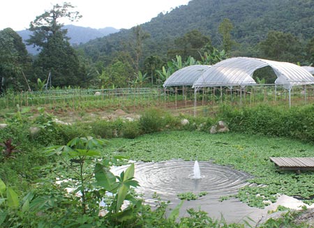 Pond and Farm